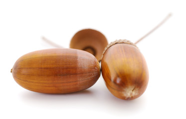 Oak acorns isolated.