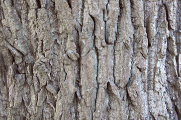 Old oak tree bark background
