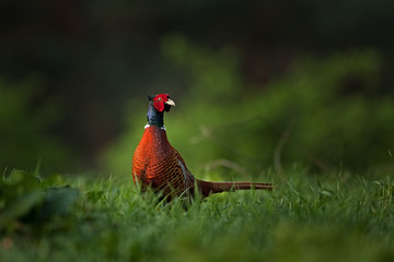 common pheasant, phasianus colchicus, spring, Czech Republic