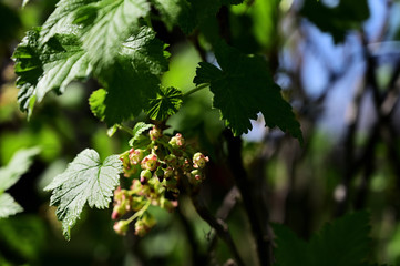 Currant flowers on a twig.