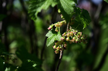 Currant flowers on a twig.