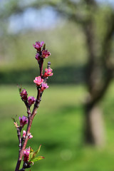 Pink peach flowers on a twig.