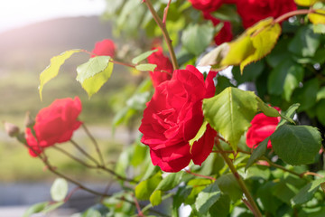 Red fresh flowers of roses on a bush in the garden