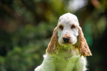 Orange and white english cocker spaniel puppy portrait