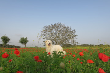 Nel mare dei papaveri