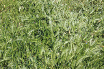 Lush green grass in meadow