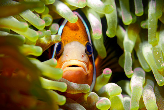 Clark's anemonefish in a sea anemone