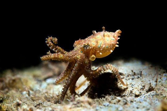 Blue-ringed octopus, Hapalochlaena lunulata