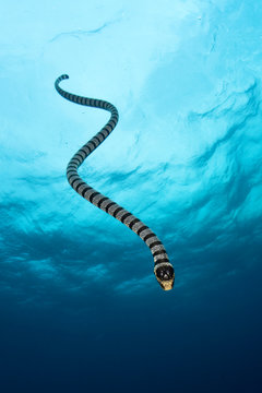Yellow-lipped sea krait