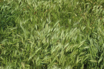 Lush green grass in meadow