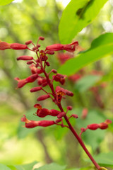 Red buckeye flowers, Aesculus pavia, in the spring. Hummingbird attractor.