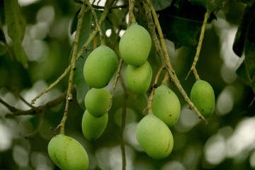 green mango on the tree