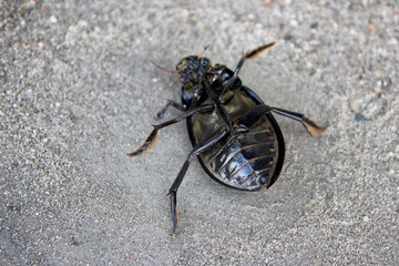 Cockchafer bug beetle