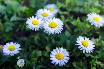 Obraz premium Spring daisies in a grass field