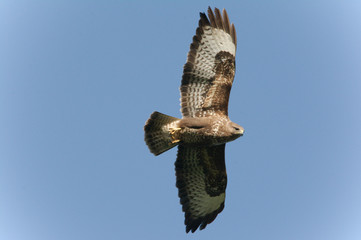 buzzard in flight