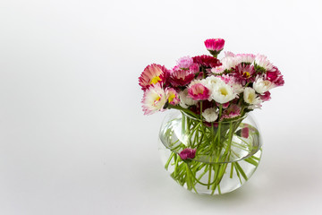 Little glass vase with spring garden pink white daisies