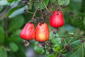 Cashews on a tree