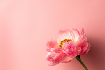 Beautiful pink peony flower on pastel pink background with copy space for your text, summer color