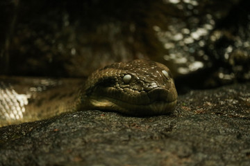 King cobra snake head