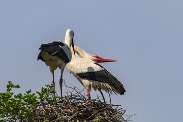 Weißstorchenpaar 26