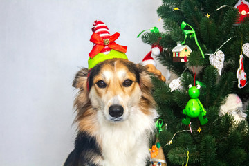 Dog Deer Horns with reindeer antlers Selective Focus Christmas Tree
