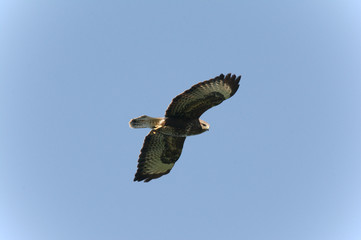 buzzard in flight