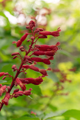 Red buckeye flowers, Aesculus pavia, in the spring. Hummingbird attractor.