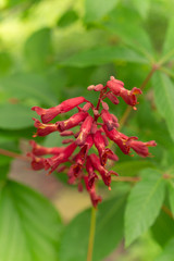 Red buckeye flowers, Aesculus pavia, in the spring. Hummingbird attractor.