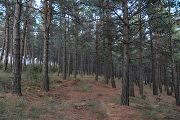 forest in autumn