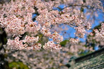 【神奈川県】横須賀市　諏訪大神社の桜