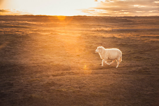Germany, Sylt, Schleswig Holstein Wadden Sea National Park, dune landscape, Ellenbogen, running sheep, sunset