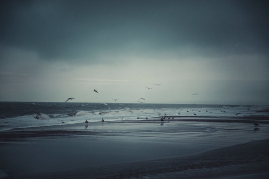 Germany, Sylt, Kampen, Storm, flying seagulls in winter