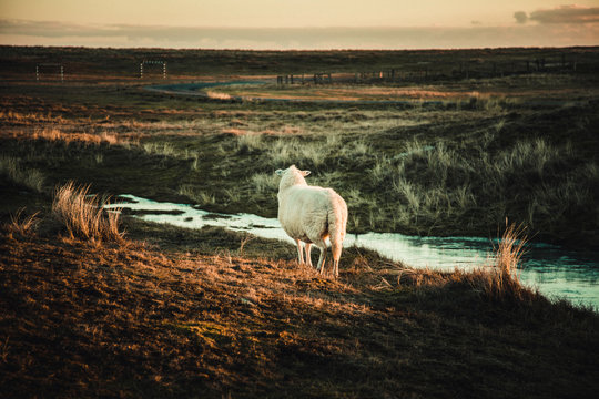 Germany, Sylt, Schleswig Holstein Wadden Sea National Park, dune landscape, Ellenbogen, lonely sheep, sunset