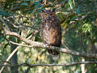 An owl on a tree near the Mississippi River in Baton Rouge, Louisiana, USA.