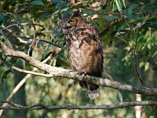 An owl on a tree near the Mississippi River in Baton Rouge, Louisiana, USA.