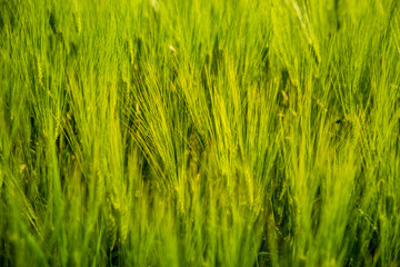 field of wheat