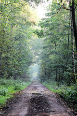 Fototapeta premium Waldweg