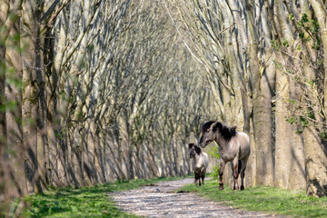 View of two konik horses at Oostvaardersplassen, Netherlands © Edwin Butter
