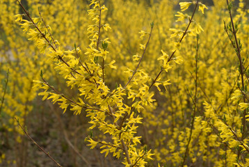 Yellow forsythia flowers.