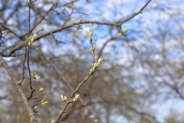 First spring buds on apple tree.