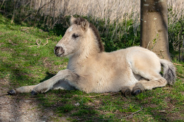 Close up of konik horse foal lying on ground