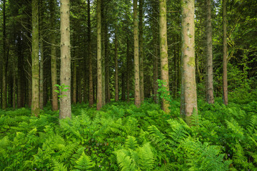 Fototapeta na wymiar Hard Ferns (Blechnum spicant) cover the forest floor of Woodburn Forest, Carrickfergus: a mixed conifer and broad leafed woodland with public walkways and reservoirs owned by Northern Ireland Water.
