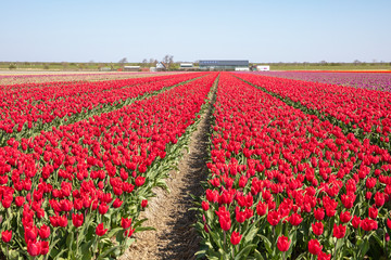 Scenic view of tulip field in North Holland, Netherlands