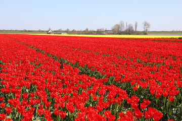 Scenic view of tulip field in North Holland, Netherlands