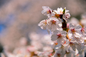 【神奈川県】横須賀市　諏訪大神社の桜