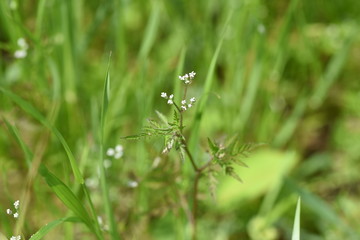 Torilis scabra / Rough hedge parsley
