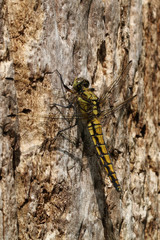 Close up of dragonfly sitting on tree trunk