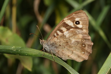 Close up of butterfly sitting on grass stem
