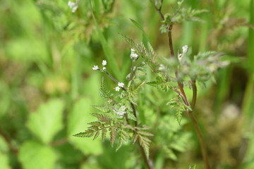 Torilis scabra / Rough hedge parsley