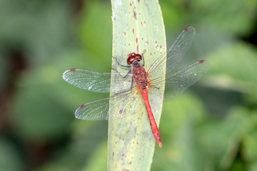 Close up of red dragonfly sitting on leaf